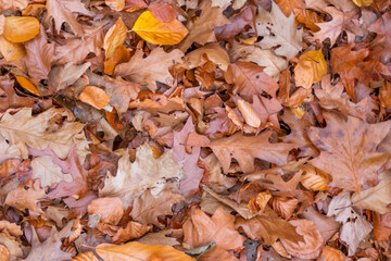 Colorful leaves in autumn and fall shine bright in the backlight and show their leaf veins in the sunlight with orange, red and yellow colors as beautiful side of nature in the cold season