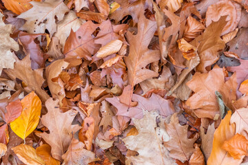 Colorful leaves in autumn and fall shine bright in the backlight and show their leaf veins in the sunlight with orange, red and yellow colors as beautiful side of nature in the cold season