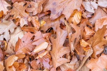 Colorful leaves in autumn and fall shine bright in the backlight and show their leaf veins in the sunlight with orange, red and yellow colors as beautiful side of nature in the cold season