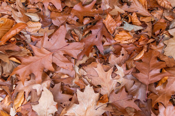 Colorful leaves in autumn and fall shine bright in the backlight and show their leaf veins in the sunlight with orange, red and yellow colors as beautiful side of nature in the cold season