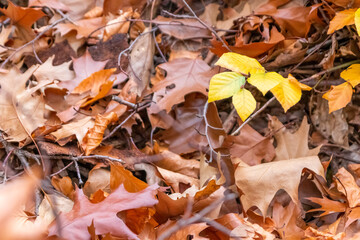 Colorful leaves in autumn and fall shine bright in the backlight and show their leaf veins in the sunlight with orange, red and yellow colors as beautiful side of nature in the cold season