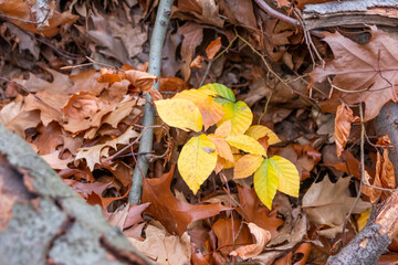 Colorful leaves in autumn and fall shine bright in the backlight and show their leaf veins in the sunlight with orange, red and yellow colors as beautiful side of nature in the cold season