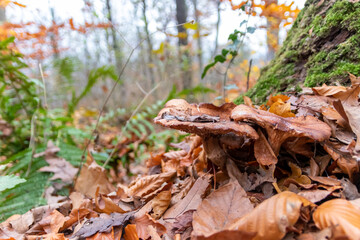 Big mushrooms in a forest found on mushrooming tour in autumn with brown foliage in backlight on the ground in mushroom season as delicious but possibly poisonous and dangerous forest fruit picking