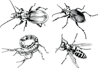 vector drawings sketches different insects bugs Scorpions spiders drawn in ink by hand , objects with no background