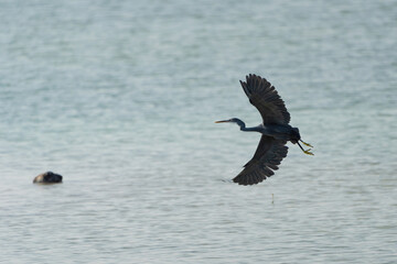 Western Reef Heron flying over the Northern coast of Qatar