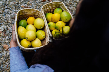 young woman holding two baskets of fresh lemons just picked from the tree