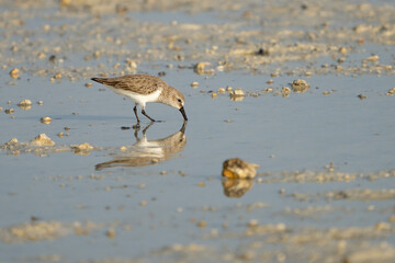 Little Stint on the northern coast of Qatar
