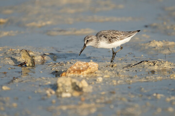 Little Stint on the northern coast of Qatar
