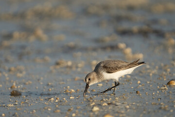 Little Stint on the northern coast of Qatar
