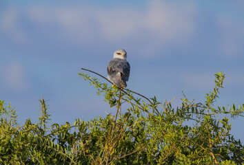 Black shouldered or black-winged kite bird, Elanus Caeruleus, perched on bush in Amboseli National Park, Kenya, Africa. African raptor with bright red eye, blue sky background and copy space