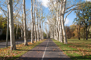 Alley in the park from old big trees, in an autumn day
