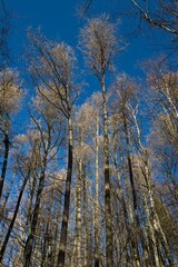 Beskydy Forest, Czech republic, Europe
