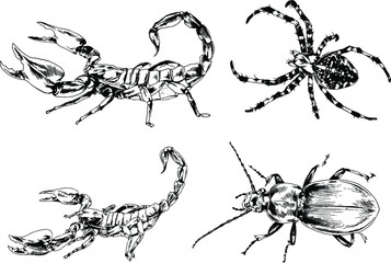 vector drawings sketches different insects bugs Scorpions spiders drawn in ink by hand , objects with no background