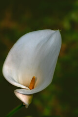 Sexy white calla lilly  against green background, selective focus and side view