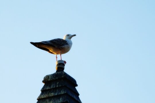 &uuml;sk&uuml;dar , salacak , sahil, istanbul , martı , seagull