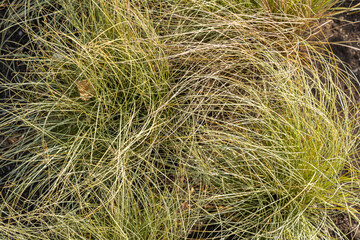 Beautiful horizontal texture of green and yellow ornamental grass Carex is in a garden in autumn