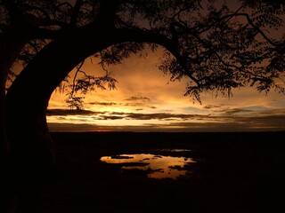 Sunset scenery with acacia tree, Moringa Waterhole, Etosha National Park, Namibia