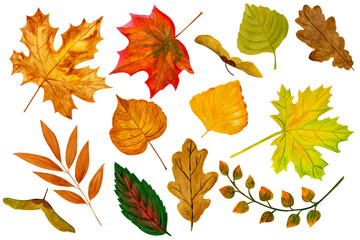 Watercolor set of different autumn leaves