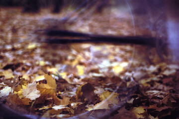Wheeling Through the Leaves