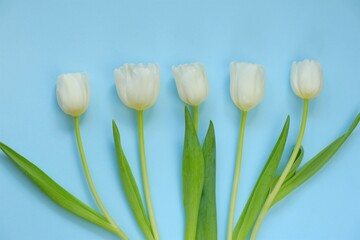 White tulips flowers set on light blue background.Floral card with white spring flowers. floral background.International Women's Day, Mother's Day