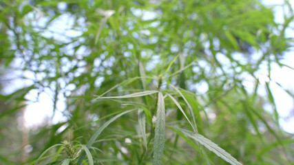 Outdoors Cannabis, Marijuana Plants. Thailand tropical area.