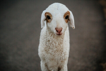 Close Up of Cute White indian Sheep