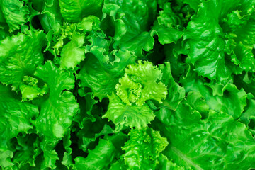 Fresh green salad salad background. Vegetarianism concept.