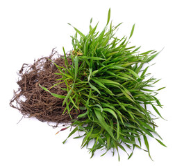Soil with grass.