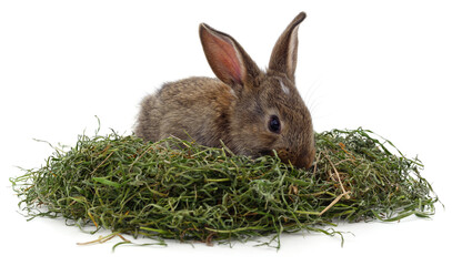 Brown rabbit on hay. © voren1