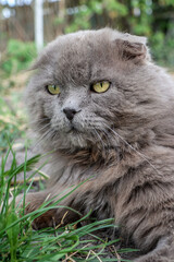 Naklejka na ściany i meble The cat is domestic. Scotsman with yellow eyes. An animal with long gray fur.