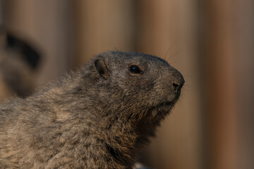 Marmot on stone in sunny nice summer morning