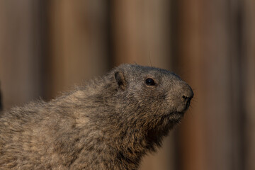 Marmot on stone in sunny nice summer morning