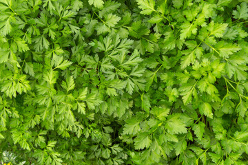 Parsley grows in the garden. It is grown outdoors in the garden area. Green background of parsley leaves, top view close-up