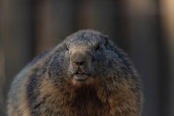 Marmot on stone in sunny nice summer morning