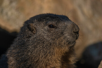 Marmot on stone in sunny nice summer morning