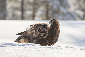 Gorgeous bird of prey, Golden eagle (Aquila chrysaetos) with its prey in the snow on a sunny winter day