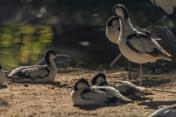 Birds with long beak on sun light in summer hot morning near water