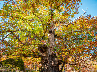 CASTAÑAR IN AUTUMN, IN THE REAL DE SAN VICENTE, TOLEDO, SPAIN