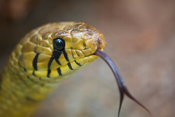 Yellow snake python Head, Costa Rica