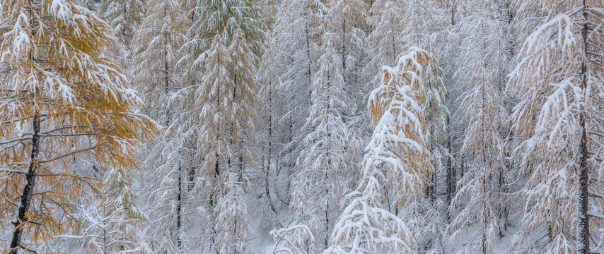 Snowy larch tree forest in Col de La Cayolle, Mercantour National Park. Winter in Southern French Alps with snow-covered trees (panoramic). Ubaye Valley, Alpes-de-Haute-Provence, France