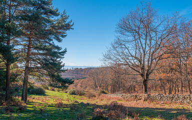 Obraz premium FOREST OF ROBLES IN AUTUMN, IN THE REAL DE SAN VICENTE, TOLEDO, SPAIN