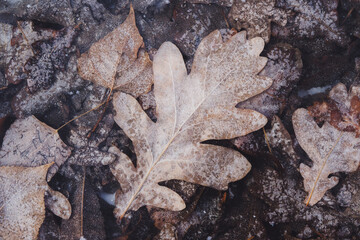 autumn leaves frozen under ice