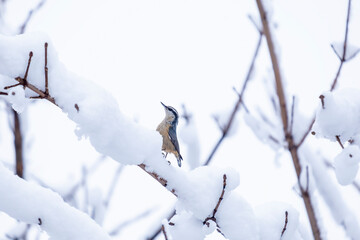 Red-breasted Nuthatch Perched on a Bare Tree Branch Covered with Snow