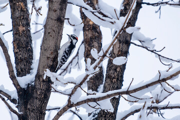 Male Downy Woodpecker Perched on the Bare Tree Branch Covered with Snow on White Background