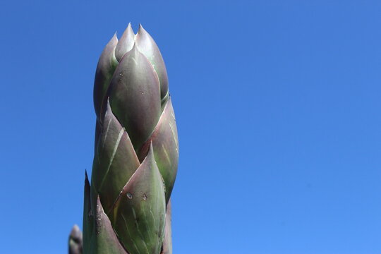 Quiote de agave 2