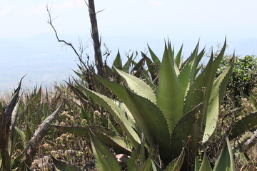 Agaves