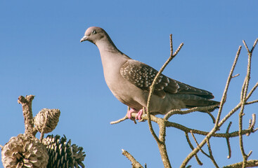 Spot winged pigeon perched on a tree              