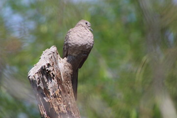 Pajarillo 2