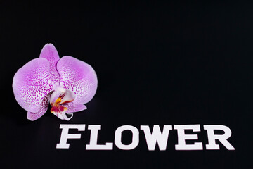 Purple Orchid flower on the left side of the screen. Label at the bottom. Dark background. Close up.