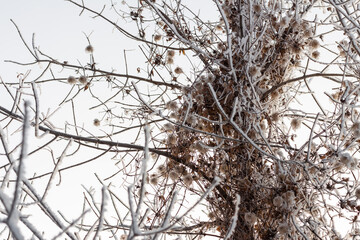 Frost covered branches and clematis vine seed heads